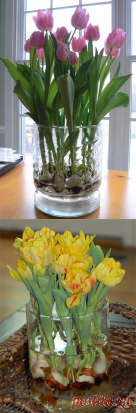 Выращивание тюльпанов в прозрачной вазе. И зимой, и весной — Бабушкины секреты