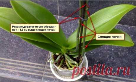 Оцениваем состояние растения и правильная обрезка орхидеи