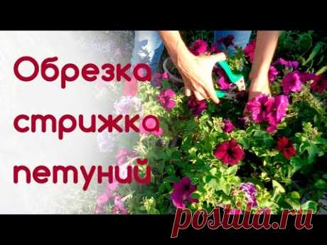 🌸Обрезка, стрижка петуний. Что дает обрезка петуний🌸🌺