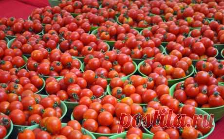 Самые урожайные томаты 2020 года - лучшие сорта для открытого грунта и теплиц, выбор сорта в зависимости от региона выращивания