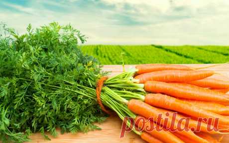 Как вырастить ровную и сладкую морковь - все секреты » Женский Мир