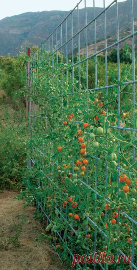 Научитесь строить забор, беседку или мост для поддержки ваших томатов - FineGardening