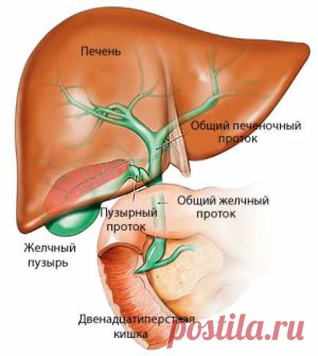 Заболевания печени и желчного пузыря