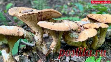 Грибы и их виды (Поющий грибник) | Древесные грибы. Часть I. Некоторые из них даже очень вкусные!