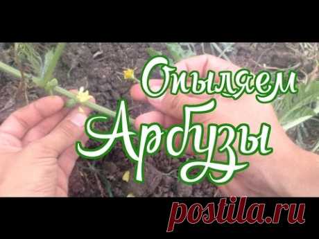 Выращивание бахчевых (Арбузы и дыни, опыляем вручную)