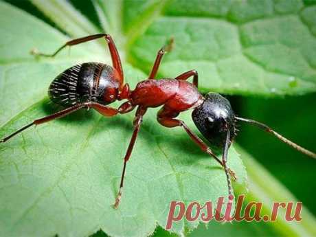 Выгоняем муравьев с дачи простым копеечным средством | садоёж | Яндекс Дзен