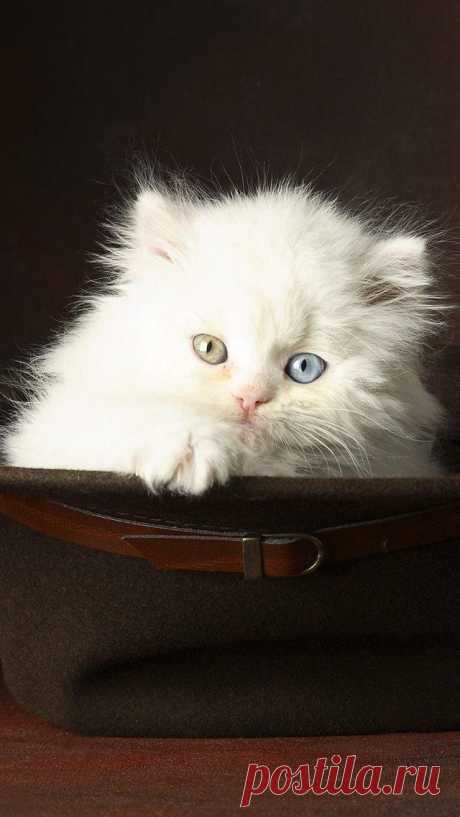 White Cat