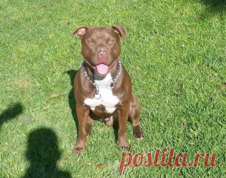 pitbull terrier for sale - Поиск в Google