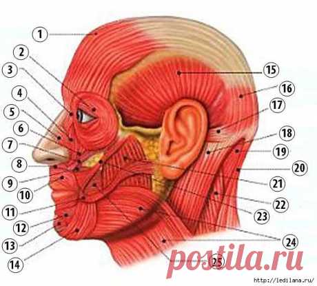 Мышцы лица, головы, шеи.