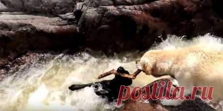 Видео дня: собака спасает своего друга из бурлящей реки | Новости Уральска, Актобе, Атырау
