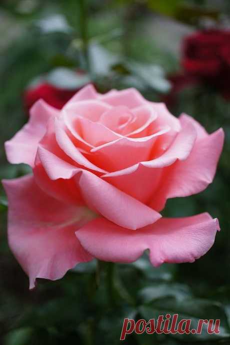 Hybrid Tea Rose - Rose First lady, @ T.Kiya | Sharon Frechette приколол(а) это к доске Flowers