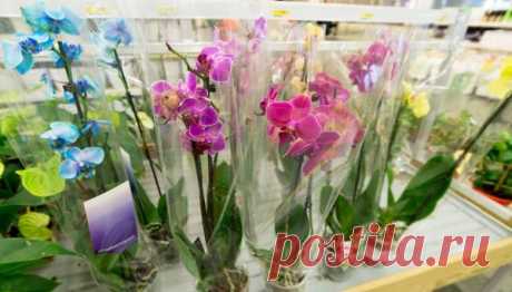 Главный секрет покупки здоровой орхидеи