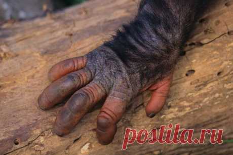 Человеческая рука оказалась древнее обезьяньей | Уильям Янгерс (William L. Jungers) и его коллеги из Университета штата Нью-Йорк в Стоуни-Брук полагают, что человеческая рука не так уж сильно эволюционировала и осталась довольно-таки простым анатомическим «приспособлением».