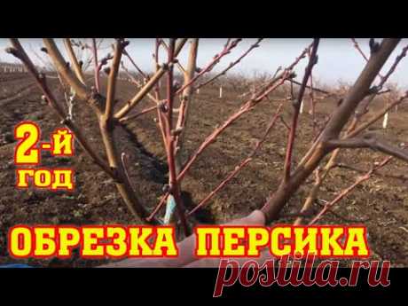 Правильная обрезка персика / 2-ой год после посадки / proper peach pruning