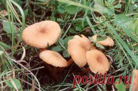 Лаковица розовая - описание гриба | Садоводство, огородничество, грибоводство