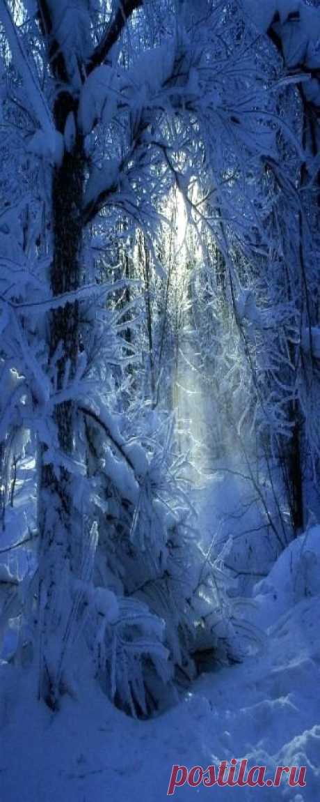 snow blue forest.  
Always Dream   |  Pinterest • Всемирный каталог идей