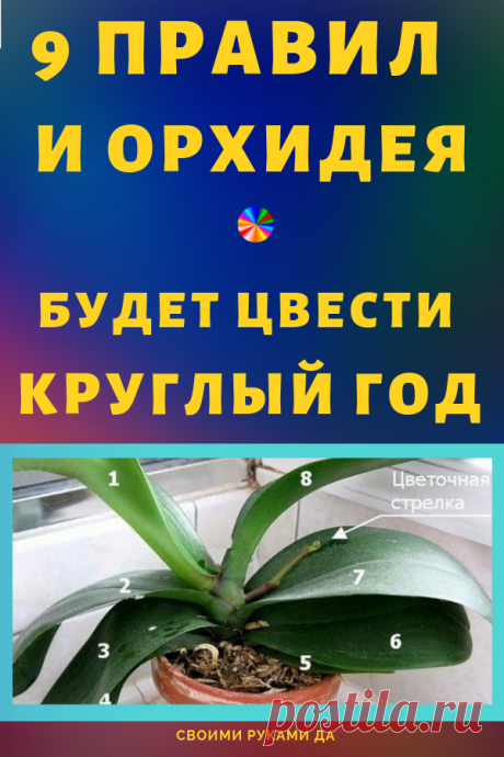 Орхидея нравится многим цветоводам, которые вовсе не против украсить собственный дом этим прекрасным растением. Однако украшением цветок станет только, если заставить его повторно зацвести — а это уже задачка непростая, требующая соблюдения целого ряда условий, присутствия определенных внешних факторов и обеспечения надлежащего ухода.  #цветы #домашниецветы #орхидеи #домашниецветыуход