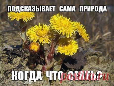 КОГДА ЧТО СЕЯТЬ? ПОДСКАЗЫВАЕТ САМА ПРИРОДА