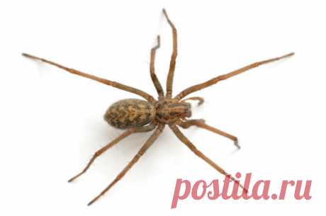 Close Up Of Tarantula Crawling Stock Photo | Getty Images