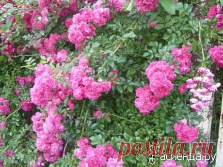 Защита роз: Группа Клумбы и цветники