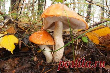 Как вырастить грибы на даче: советы по пересадке из леса и посеву