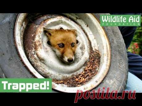 Fox cub gets head stuck in a wheel!