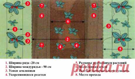 Клубника из семян: выращивание, дачные хитрости