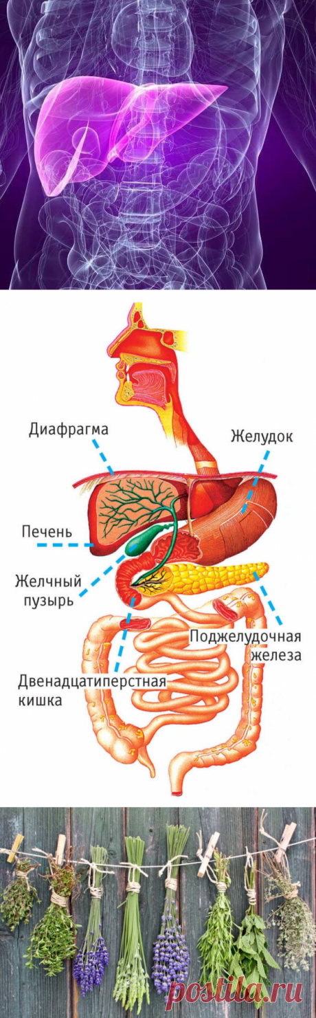 Основные причины болезней печени и желчного пузыря / Будьте здоровы