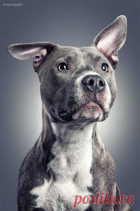 500px / Pitbull Dog Portrait by linsensuppe - fotografie