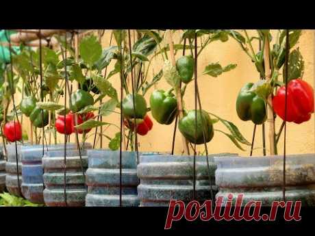 Amazing Ideas | Growing Sweet Peppers at Home Fruitful, Easy for Beginners - YouTube
