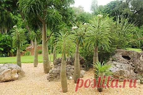 Пахиподиум (мадагаскарская пальма)