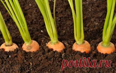 как правильно посадить морковь