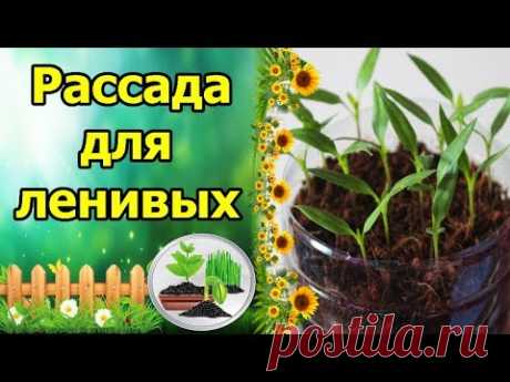 ПОСЕЯЛ И ЗАБЫЛ - РАССАДА ДЛЯ ЛЕНИВЫХ!!! ВЫРАЩИВАНИЕ ПЕРЦА БЕЗ ПИКИРОВКИ, БЕЗ ПОЛИВА!