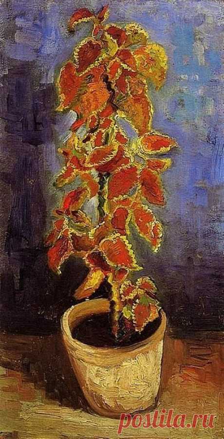 Van Gogh, Planta de coleus en un pote, 1886. Museo Van Gogh, Amsterdam.