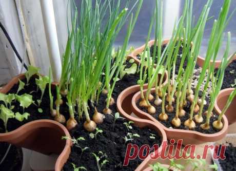 5 видов зелени, которые легко вырастить на подоконнике / домашний огород / 7dach.ru