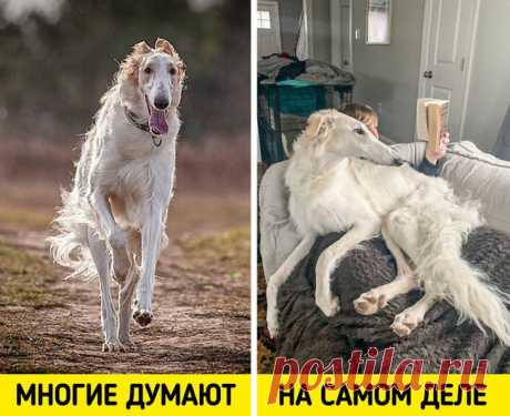 12 ленивых пород собак: Русская борзая