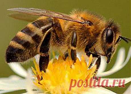 Апитерапия или лечение пчёлами | Первая помощь