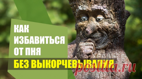 Как избавиться от пня на участке без выкорчевывания 

Абсолютно экологически чистый метод с использованием микробиологических препаратов 

Подпишитесь на наш Ютуб-канал, чтобы не пропустить новые видео 

#ОгородБезОшибок #стимикс #пни