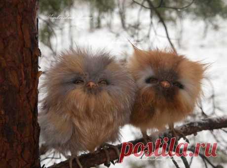 very rare red owl - Hledat Googlem