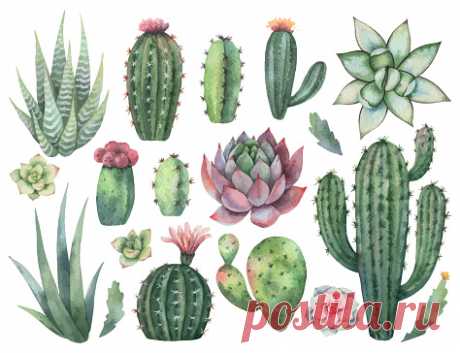 Watercolor vector set of cacti and succulent plants isolated on white... Watercolor vector set of cacti and succulent plants isolated on white background. Flower illustration for your projects, greeting cards and invitations.