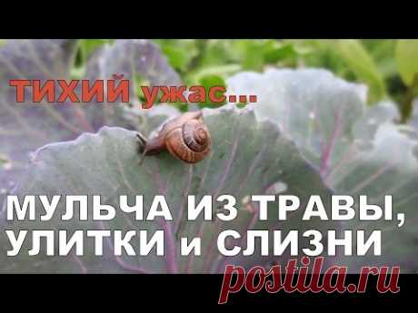 УЖАС... 🐌 УЛИТКИ И СЛИЗНИ АТАКОВАЛИ! 🐌 МУЛЬЧА ИЗ ТРАВЫ И ХВОИ. СРАВНЕНИЕ / Mulch and slugs