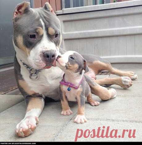 Pitbull And Baby Pitbull | A Place to Love Dogs