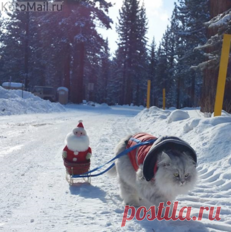 И у нас будет Новый год | KotoMail.ru