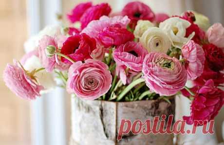 Как хранить пионы: 5 способов продлить цветение в вазе | StoZabot.Com