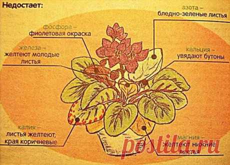 Virtual Violet :: Просмотр темы - Мочевина это хорошо или плохо для фиалок?