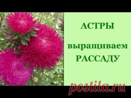 Астра. Как вырастить рассаду. В самокрутке без земли.