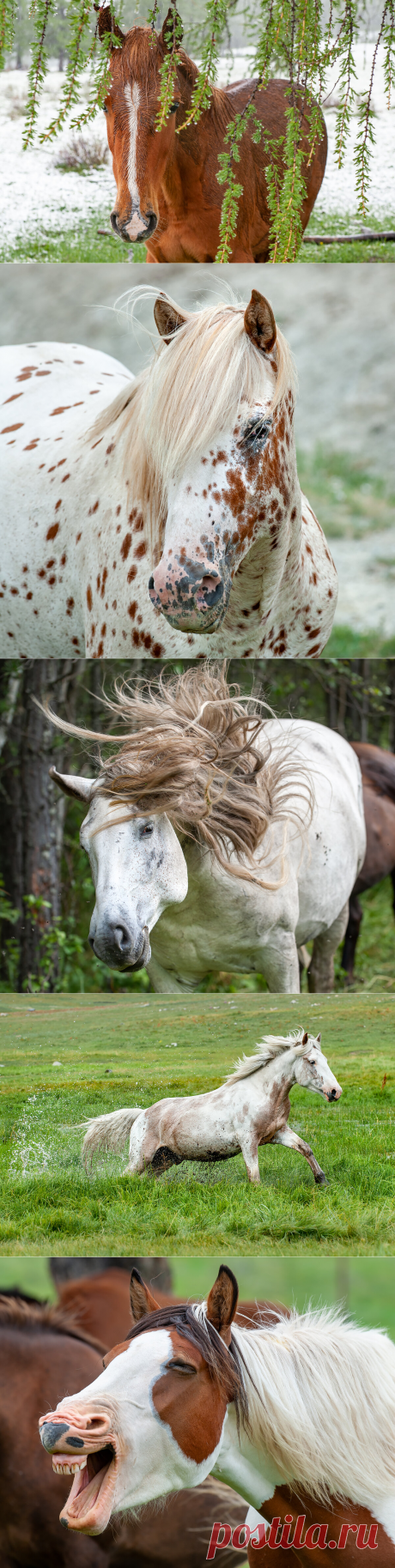 Лошади в профиль и анфас. 15 ярких портретов, отражающих характер лошади | Фотопутешествия | Яндекс Дзен