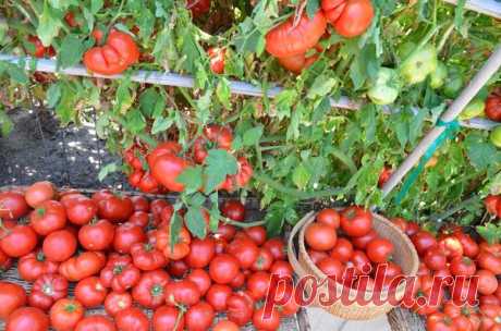 Мои помидоры никогда не болеют фитофторой. 8 советов от дачницы | Дачная страна | Яндекс Дзен