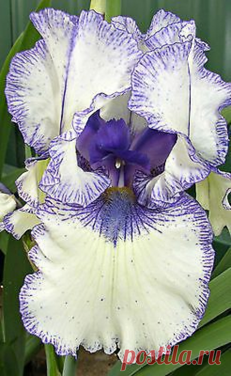 Tall Bearded Iris ♦♦♦ORINOCO FLOW♦♦♦ | Just Iris~