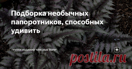 Подборка необычных папоротников, способных удивить На первый взгляд папоротник кажется крайне заурядным растением. Но, поверьте, ему есть чем нас восхитить! Папоротники появились на Земле около 400 млн лет назад. В Каменноугольный период они вместе с гигантскими хвощами образовывали огромные леса. И сегодня папоротники – одни из немногих древнейших растений, которые сохранили видовое разнообразие. Их почти 10500 видов! Они встречаются на нашей планете повсюду, даже на аркт...